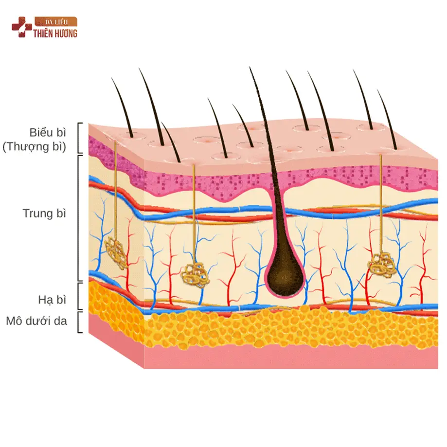 Nám Da Vùng Má: Nguyên Nhân, Phân Loại & Cách Điều Trị Hiệu Quả