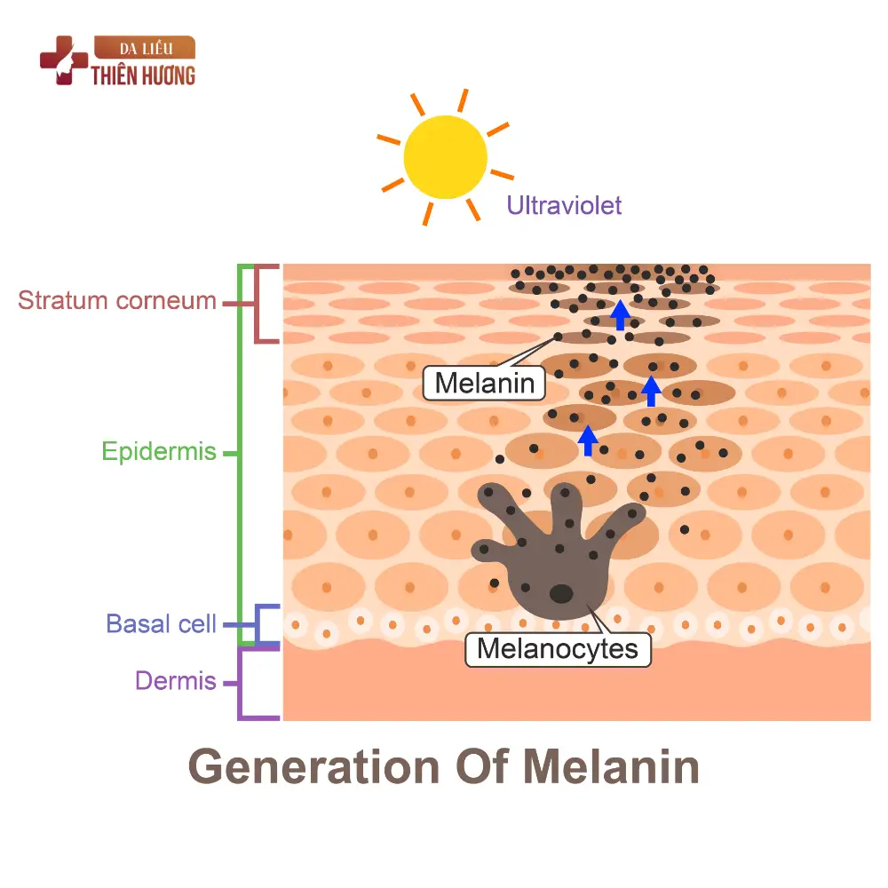 Cấu Trúc Da Nám: Melanocyte, Lớp Thượng Bì Và Cơ Chế Hình Thành Sắc Tố
