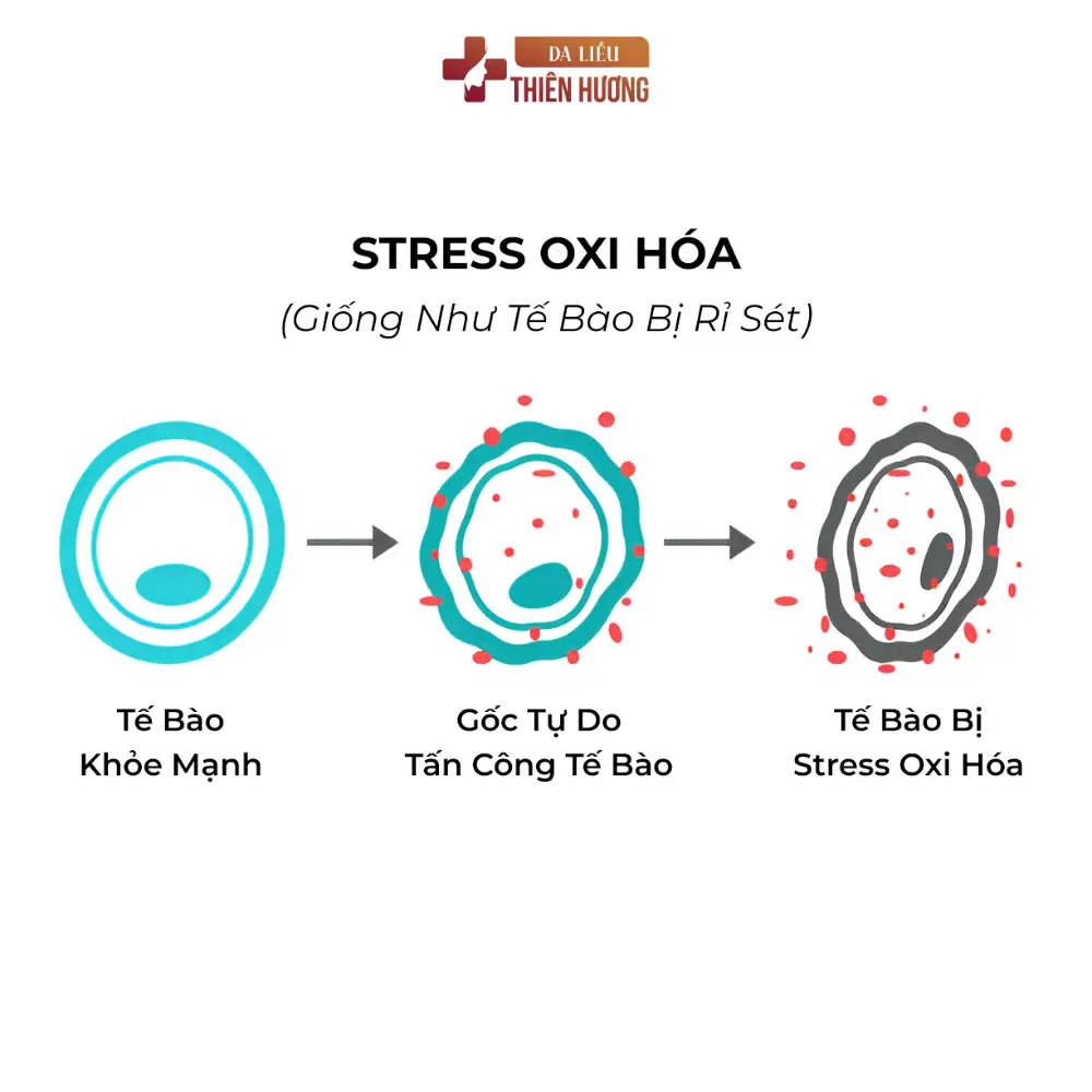 Nám Da Hình Thành Như Thế Nào? Cơ Chế Từ Tế Bào Đến Bề Mặt Da